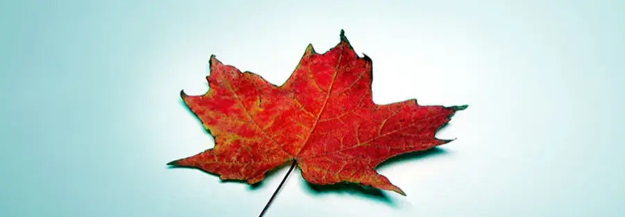 a red leaf on a blue background