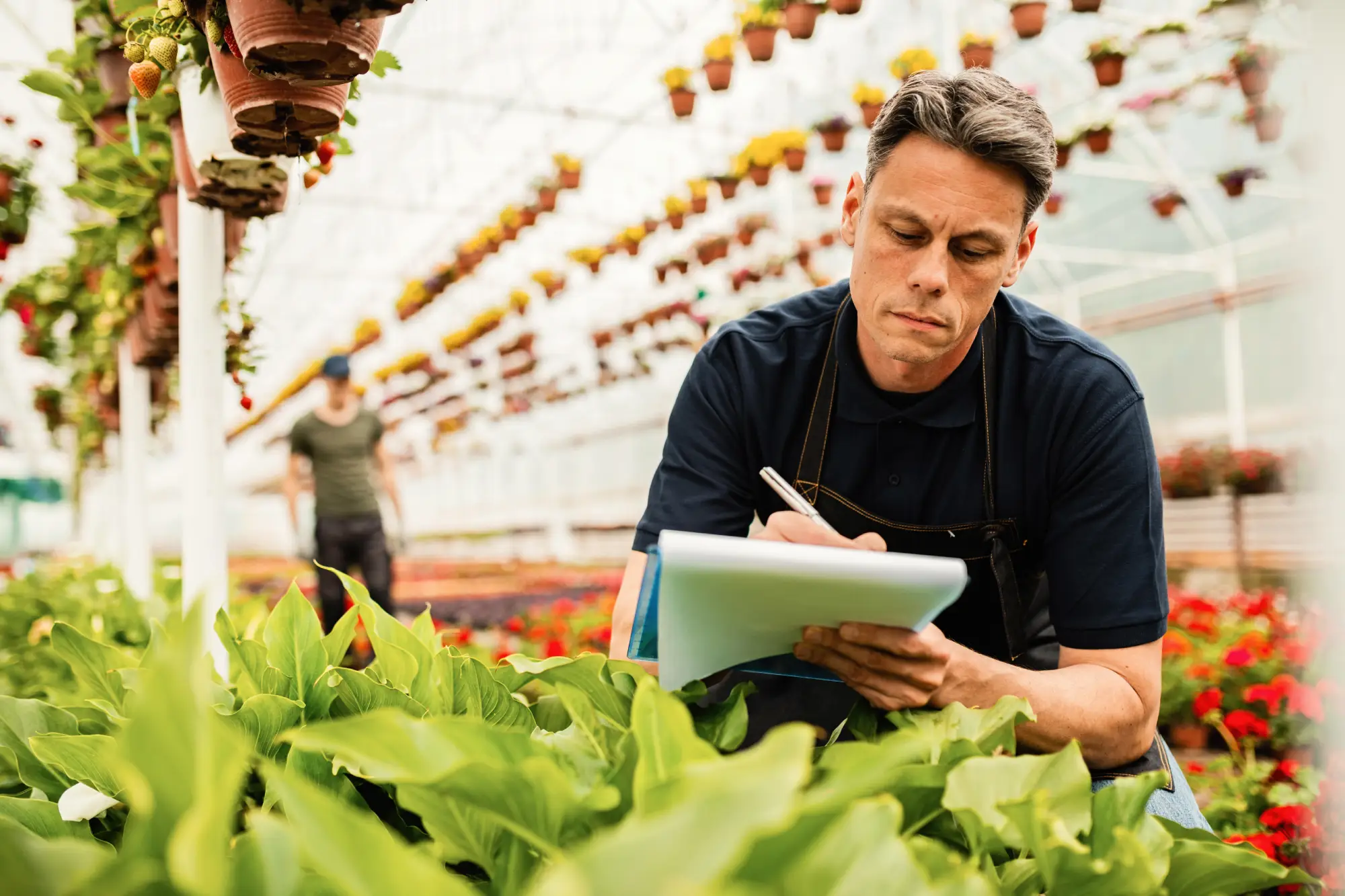 Worker inspecting crops in greenhouse for Canada Agri-Food Pilot program
